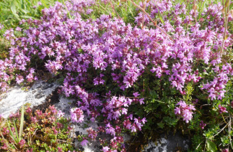 Growing Your Own Thyme Image